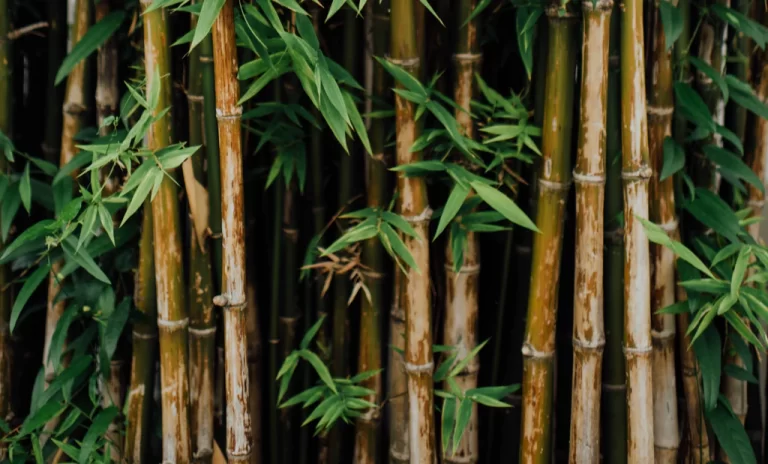 benefits of bamboo clothing