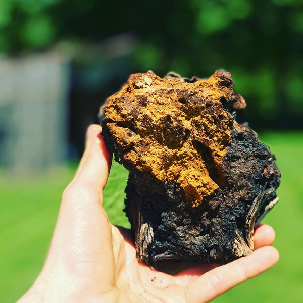 benefits of chaga mushroom